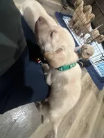 Green bean , a male Labrador Retriever for sale in Riverside, CA – Photo 3 of 5