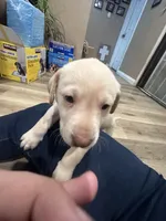 Green bean , a male Labrador Retriever for sale in Riverside, CA – Photo 4 of 5