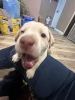 Green bean , a male Labrador Retriever for sale in Riverside, CA – Photo 2 of 5