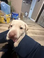 Green bean , a male Labrador Retriever for sale in Riverside, CA – Photo 5 of 5