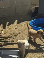 Snowball, a female Labrador Retriever for sale in Riverside, CA – 5 of 6