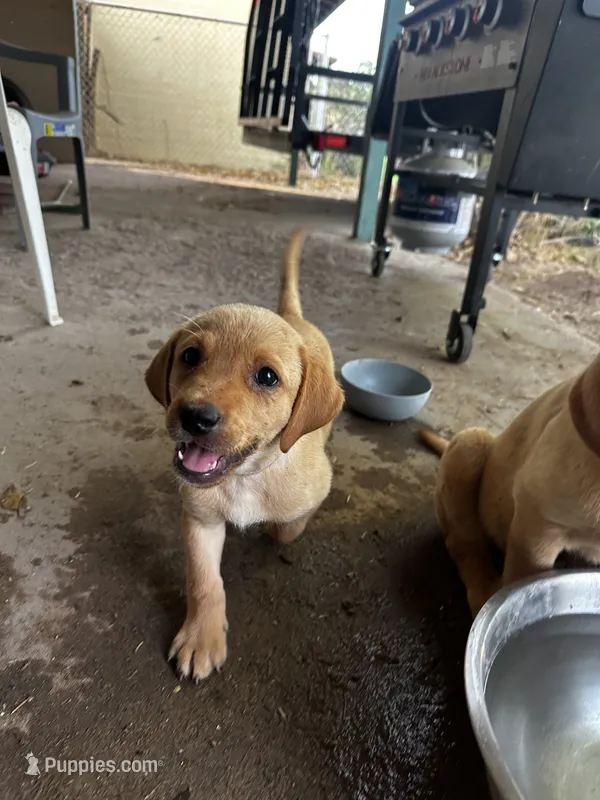 Rosie – Labrador Retriever puppy for sale in Riverside, CA