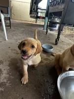 Rosie, a female Labrador Retriever for sale in Riverside, CA – 1 of 3