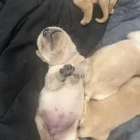 Sweetie, a female Labrador Retriever for sale in Riverside, CA – Photo 1 of 2