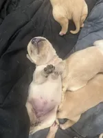 Sweetie, a female Labrador Retriever for sale in Riverside, CA – Photo 1 of 2