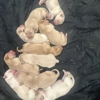 Sweetie, a female Labrador Retriever for sale in Riverside, CA – Photo 2 of 2