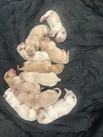 Sweetie, a female Labrador Retriever for sale in Riverside, CA – Photo 2 of 2