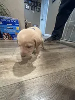 Blue, a male Labrador Retriever for sale in Riverside, CA – Photo 4 of 4