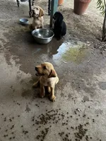 Rosie, a female Labrador Retriever for sale in Riverside, CA – 3 of 3