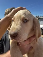 Buddy , a male Labrador Retriever for sale in Riverside, CA – 2 of 5
