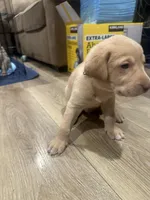 Brownie, a male Labrador Retriever for sale in Riverside, CA – Photo 2 of 6