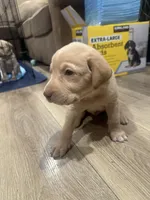 Brownie, a male Labrador Retriever for sale in Riverside, CA – Photo 5 of 6