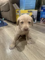 Brownie, a male Labrador Retriever for sale in Riverside, CA – Photo 1 of 6