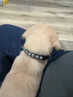 Brownie, a male Labrador Retriever for sale in Riverside, CA – Photo 4 of 6