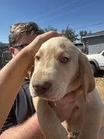 Buddy , a male Labrador Retriever for sale in Riverside, CA – 3 of 5