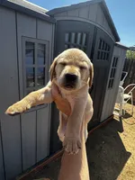 Chip, a male Labrador Retriever for sale in Riverside, CA – 2 of 4