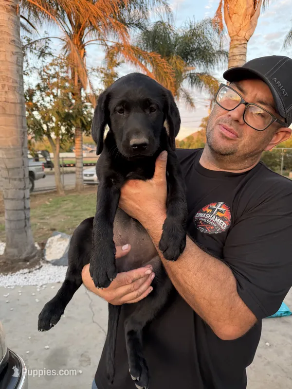 Pepper – Labrador Retriever puppy for sale in Riverside, CA