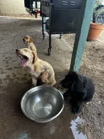 Pepper, a male Labrador Retriever for sale in Riverside, CA – 3 of 4