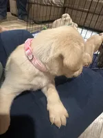 Pink, a male Labrador Retriever for sale in Riverside, CA – Photo 5 of 6