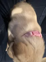 Pink, a male Labrador Retriever for sale in Riverside, CA – Photo 4 of 6