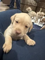 Pink, a male Labrador Retriever for sale in Riverside, CA – Photo 6 of 6