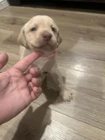 Pink, a male Labrador Retriever for sale in Riverside, CA – Photo 1 of 6