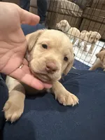 Pink, a male Labrador Retriever for sale in Riverside, CA – Photo 2 of 6