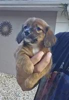 Shaded Girl, a female Miniature Dachshund for sale in Spring Hill, FL – Photo 6 of 9