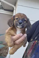 Shaded Girl, a female Miniature Dachshund for sale in Spring Hill, FL – Photo 3 of 9