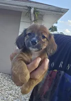 Shaded Girl, a female Miniature Dachshund for sale in Spring Hill, FL – Photo 4 of 9