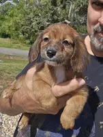 Shaded Girl, a female Miniature Dachshund for sale in Spring Hill, FL – Photo 1 of 9