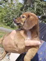 Shaded Girl, a female Miniature Dachshund for sale in Spring Hill, FL – Photo 8 of 9