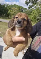 Shaded Girl, a female Miniature Dachshund for sale in Spring Hill, FL – Photo 7 of 9