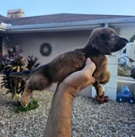 Shaded Girl, a female Miniature Dachshund for sale in Spring Hill, FL – Photo 2 of 9