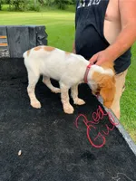 Red , a female Brittany for sale in Bethany, MO – 5 of 10