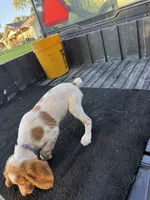 Purple, a female Brittany for sale in Bethany, MO – 6 of 9