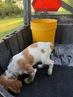 Torq, a female Brittany for sale in Bethany, MO – 6 of 9