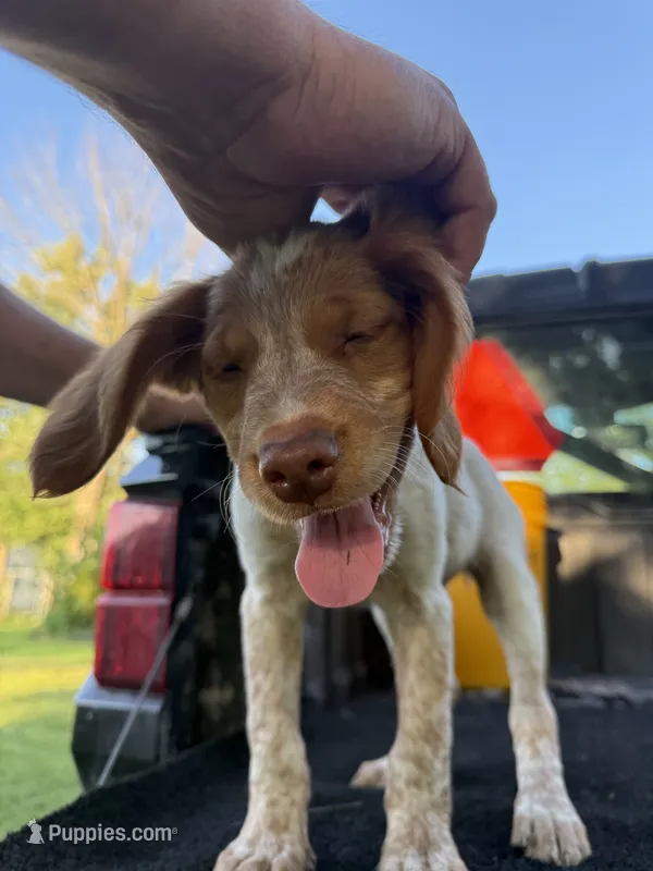 Red  – Brittany puppy on hold in Bethany, MO