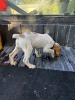 Red , a female Brittany for sale in Bethany, MO – 9 of 10