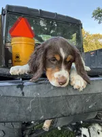 Pink, a female Brittany for sale in Bethany, MO – 3 of 10