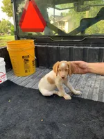 Purple, a female Brittany for sale in Bethany, MO – 3 of 9