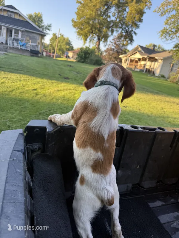 Torq – Brittany puppy for sale in Bethany, MO