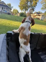 Torq, a female Brittany for sale in Bethany, MO – 1 of 9