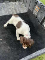 Pink, a female Brittany for sale in Bethany, MO – 5 of 10