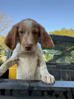 Torq, a female Brittany for sale in Bethany, MO – 3 of 9