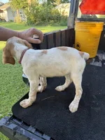 Red , a female Brittany for sale in Bethany, MO – 8 of 10