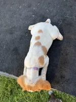 Purple, a female Brittany for sale in Bethany, MO – 8 of 9
