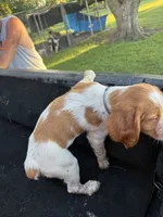 Torq, a female Brittany for sale in Bethany, MO – 2 of 9