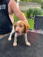 Red , a female Brittany for sale in Bethany, MO – 3 of 10