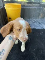 Torq, a female Brittany for sale in Bethany, MO – 4 of 9
